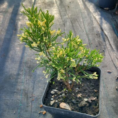 Jalovec polehlý 'Golden Flame'