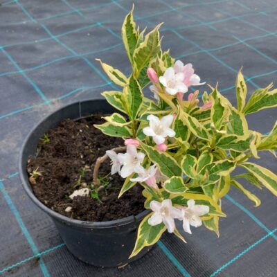 Vajgélie květnatá 'Variegata'