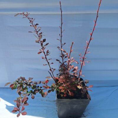 Dřišťál Thunbergův 'Antropurpurea'