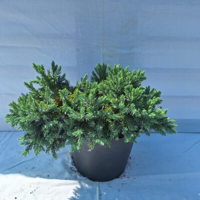 Jalovec šupinatý 'Blue Star'