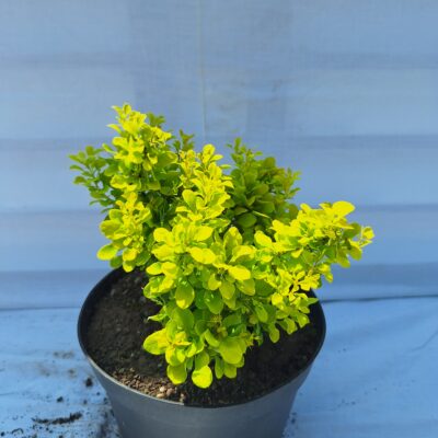 Dřišťál Thunbergův 'Aurea'