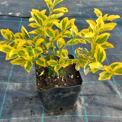 Brslen Fortuneův 'Emerald Gold'