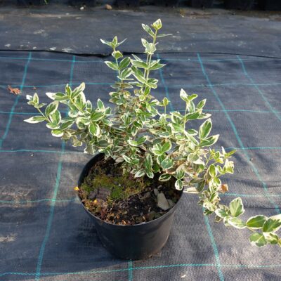 Brslen Fortuneův 'Silver Queen'
