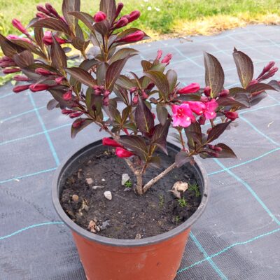 Vajgélie  květnatá 'Purpurea'