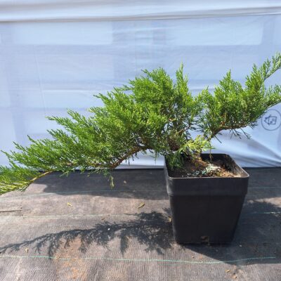 Jalovec chvojka ‘Tamariscifolia’