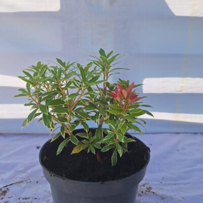 Pieris ‘Little Heath’